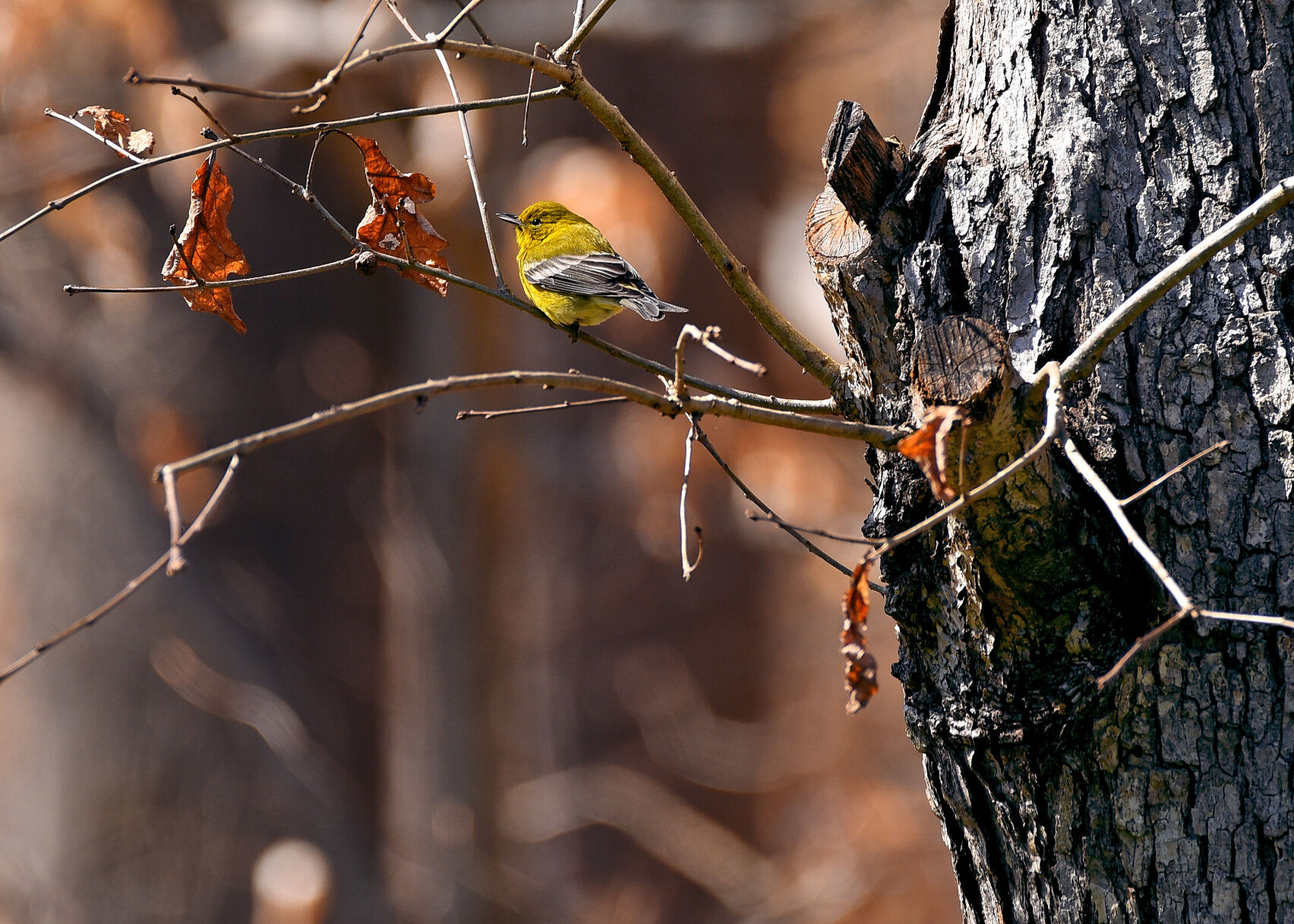 Warbler